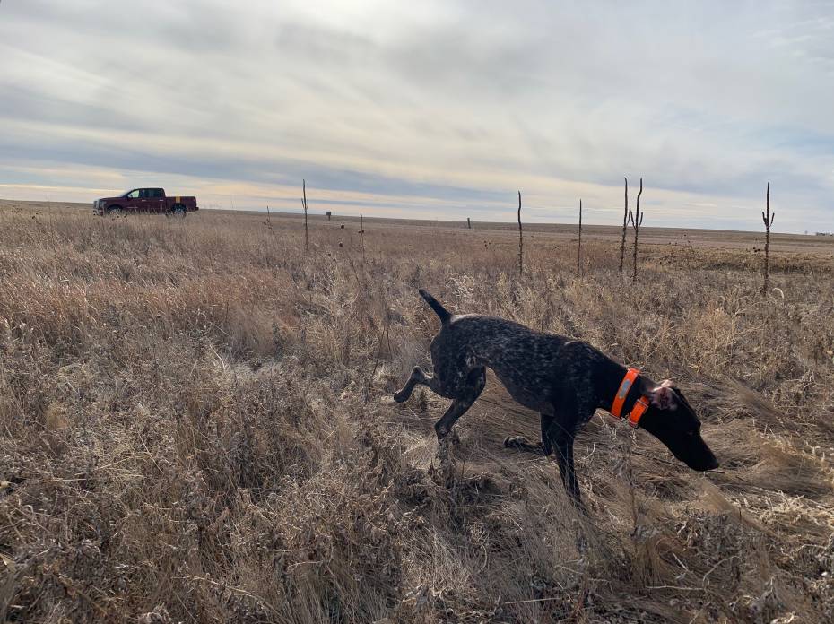 Pheasant Hunting: How to Get Started Pheasant Hunting: How to Get Started