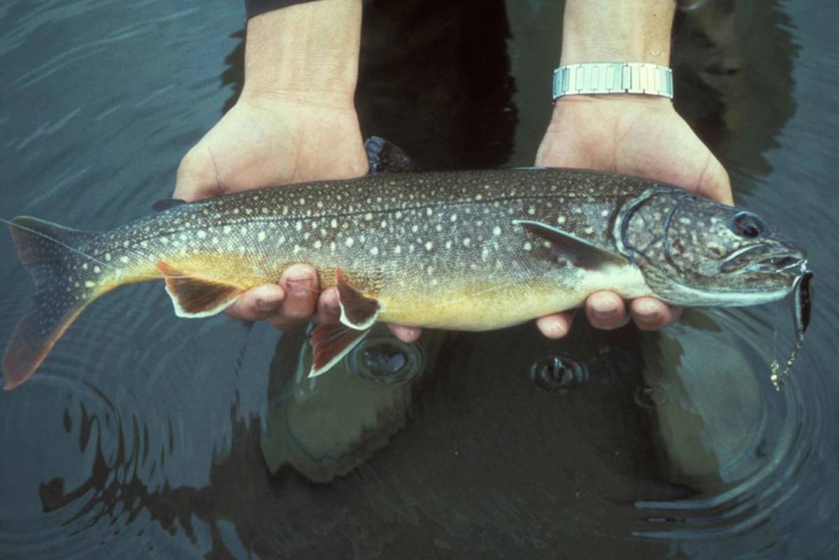 How to Fish for Lake Trout GearJunkie