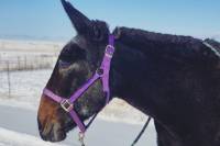My Retired Forest Service Mule Went Viral: Here's Her Story forest service mule