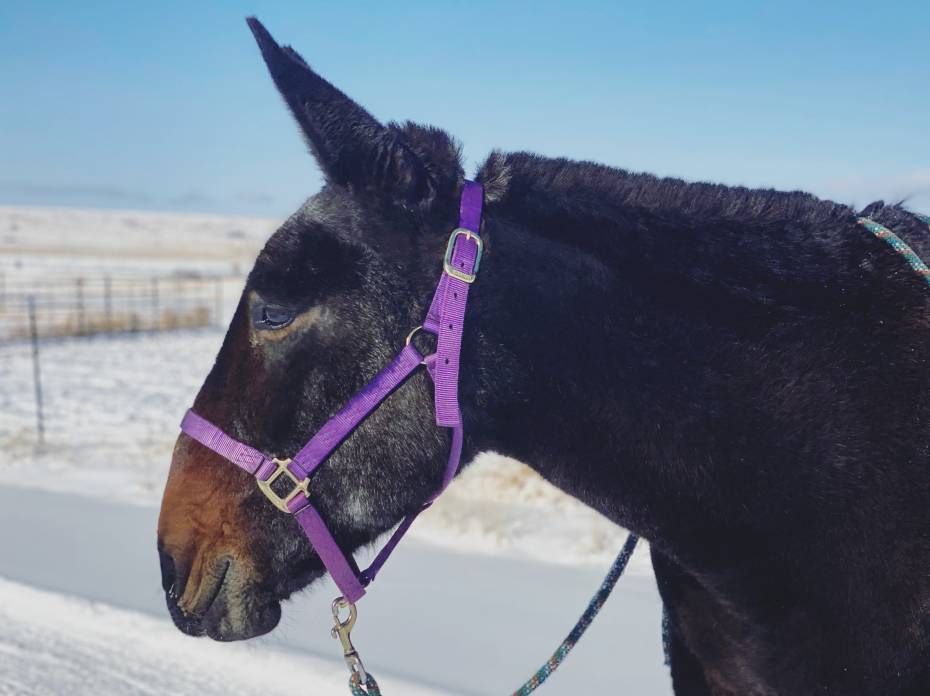 My Retired Forest Service Mule Went Viral: Here's Her Story forest service mule