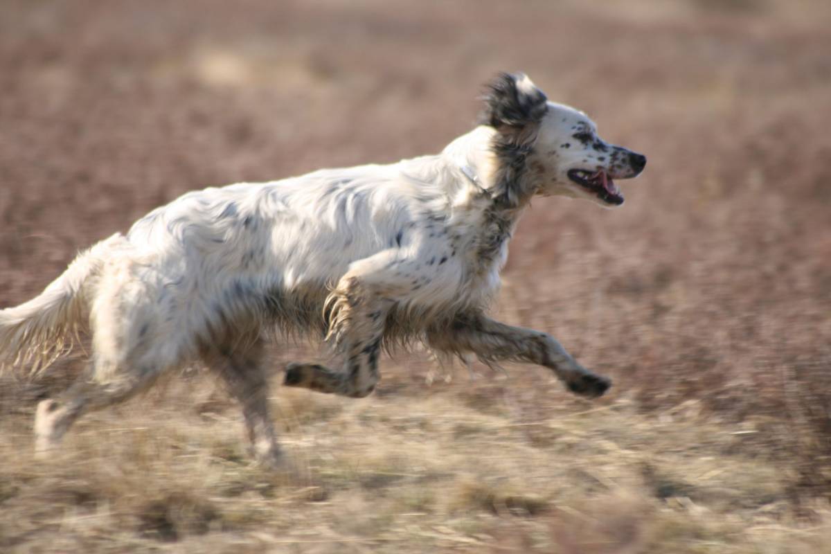 7 Popular Pointer Dog Breeds for Bird Hunting | GearJunkie