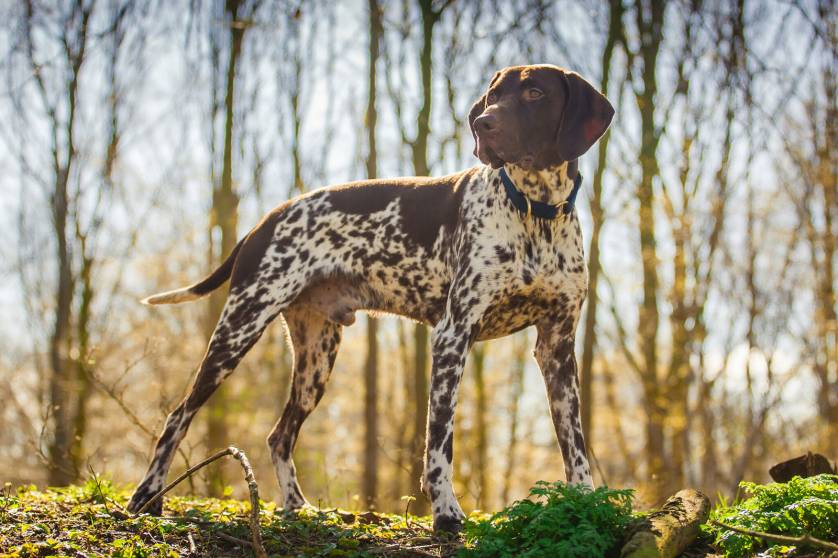7 Popular Pointer Dog Breeds for Bird Hunting GearJunkie