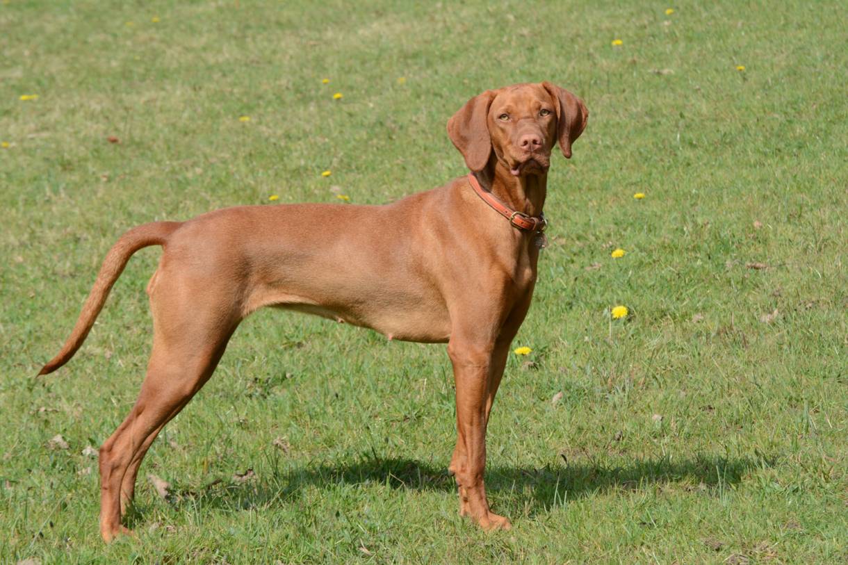 7 Popular Pointer Dog Breeds for Bird Hunting GearJunkie