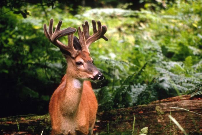 5 Ways Hunters Can Prevent Spreading Chronic Wasting Disease