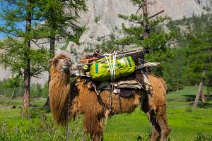 Camel carrying Patagonia Black Hole Duffel and Gear