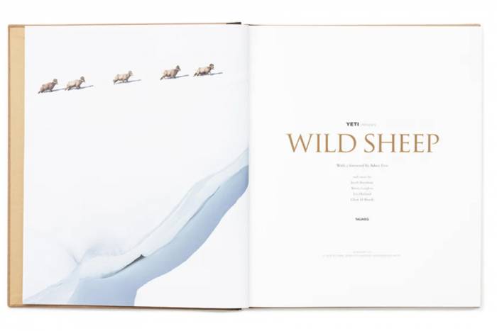 wild sheep the book