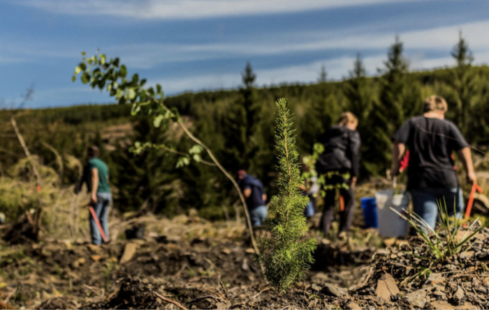 ikon pass plants trees