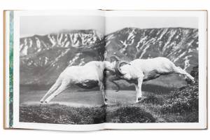 ‘Wild Sheep’ Book Promotes Conservation, Offers Sheep Hunt Opportunity