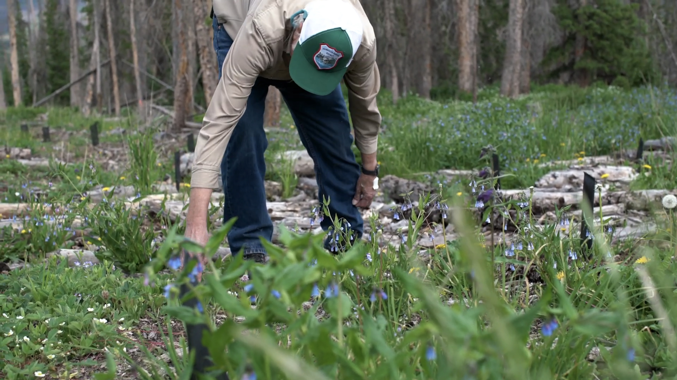 zeal planting trees zeal planting trees