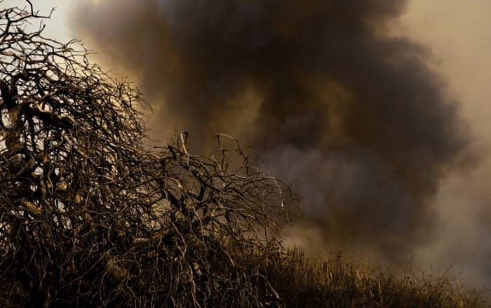 brush and smoke California