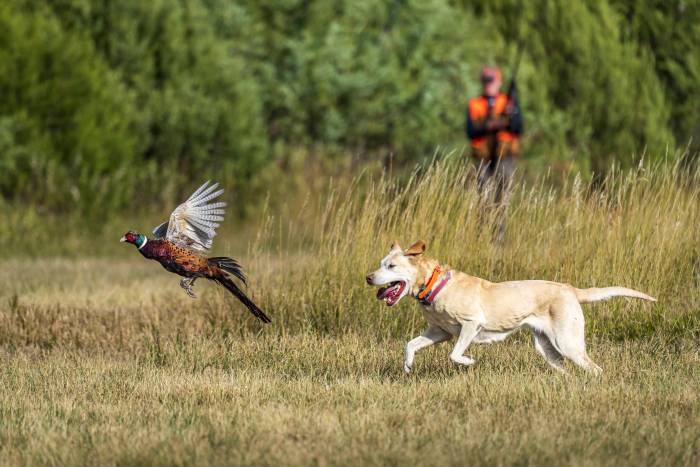 What Hunters Should Know About South Dakota’s Extended Hunting Season