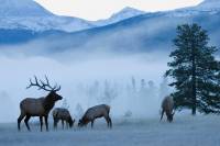 5 Colorado Poachers Sentenced After Leaving Elk to Waste 5 Colorado Poachers Sentenced After Leaving Elk to Waste