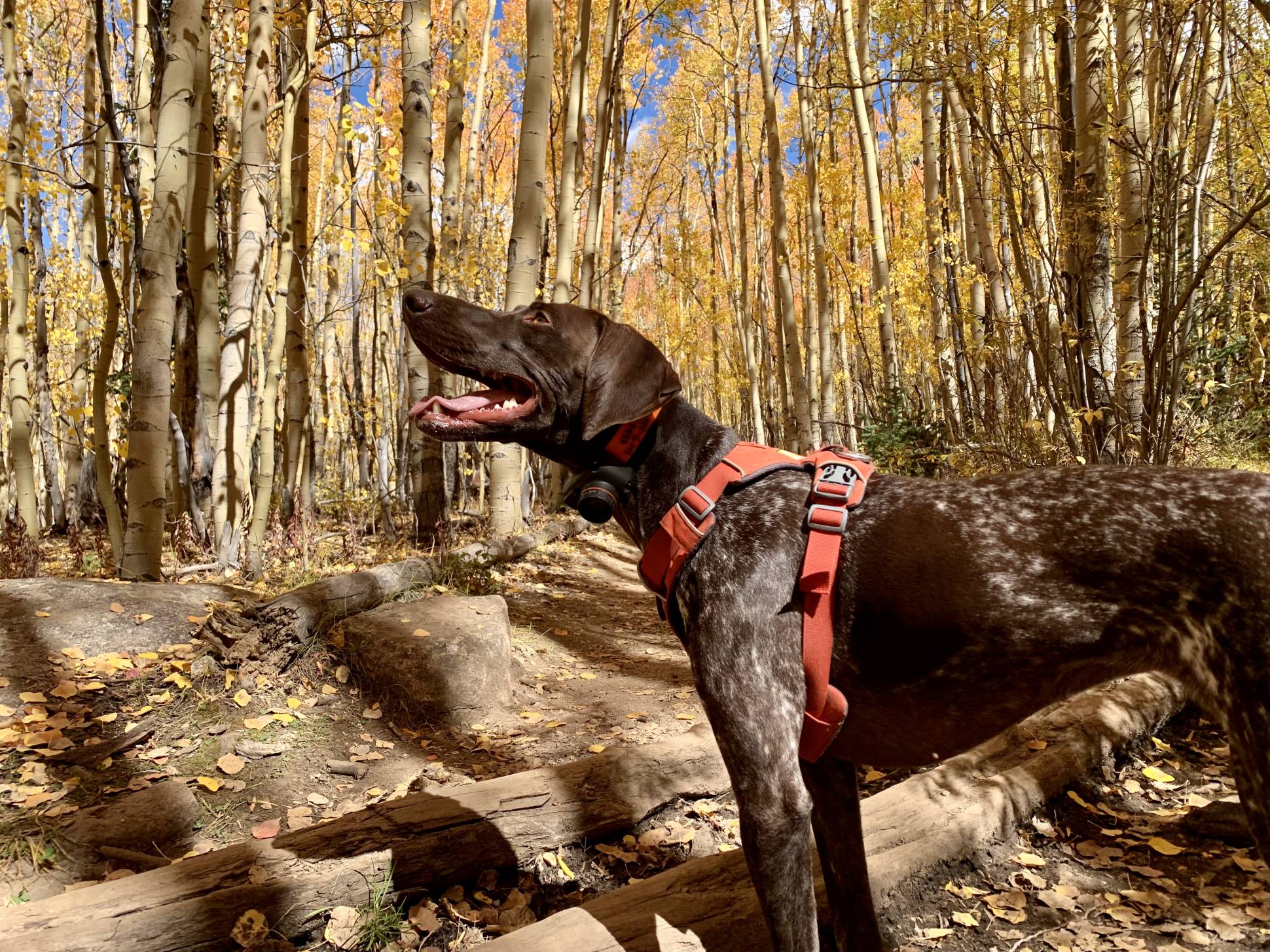 The Best Dog Harnesses of 2022 GearJunkie