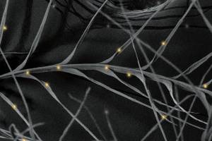 Gold-Infused Feathers: Allied Down’s New Quick-Drying Tech