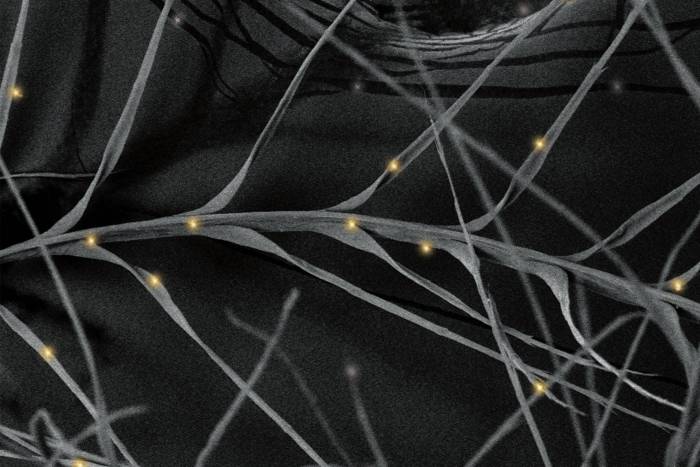 allied feathers + down