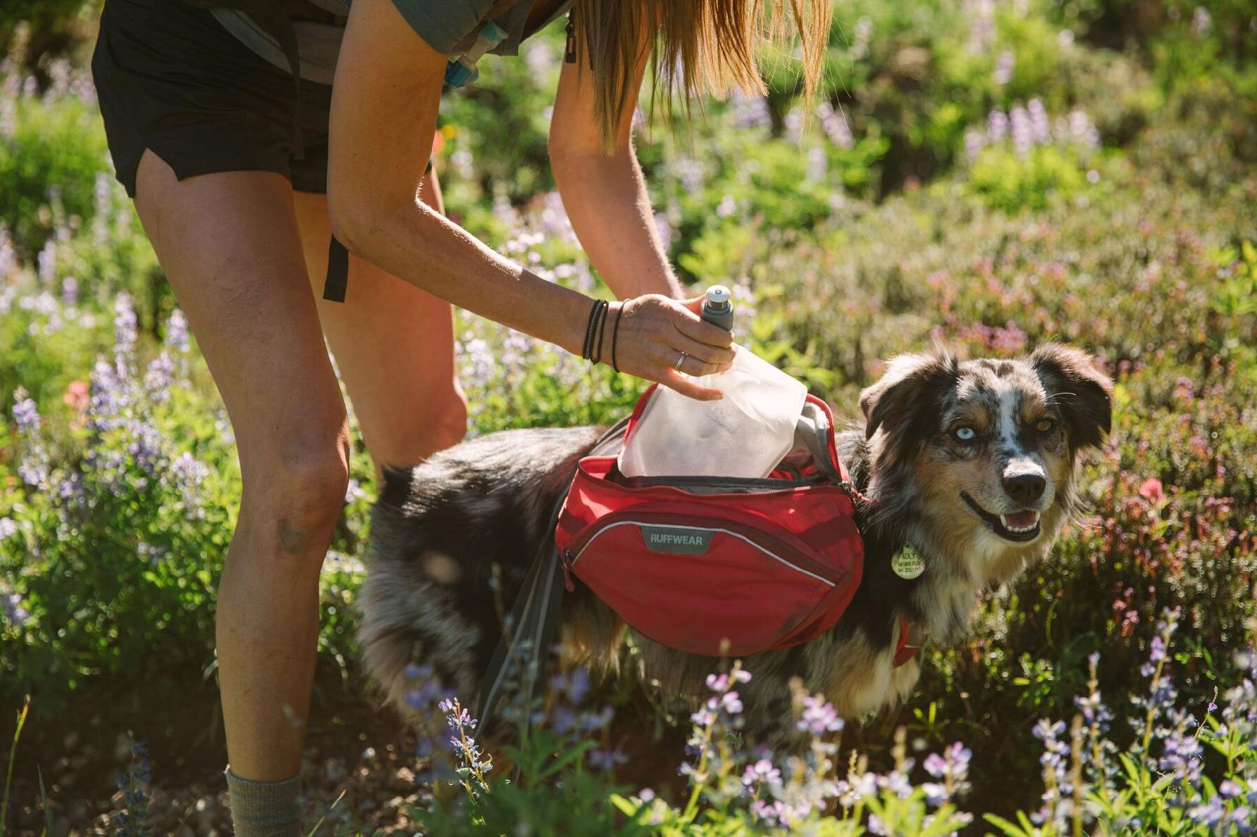 adding items to dog's backpack adding items to dog's backpack