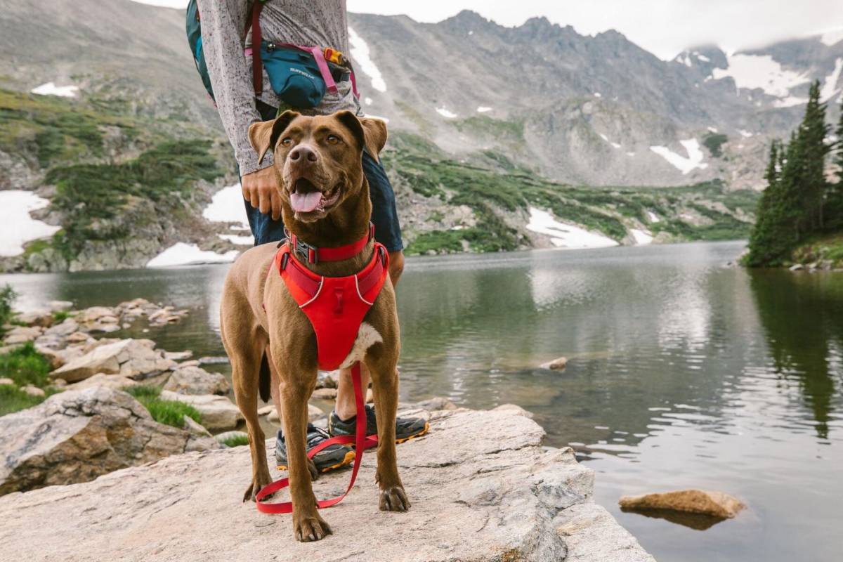 The Best Dog Harnesses of 2022 GearJunkie