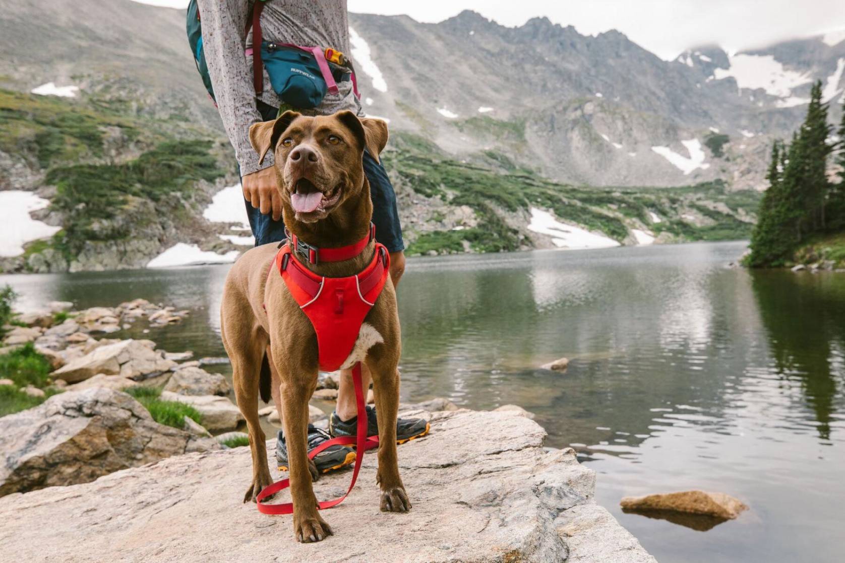 The Best Dog Harnesses of 2022 GearJunkie