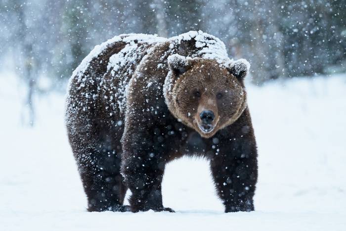 brown bear in the snow