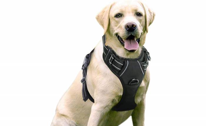 rabbitgoo no-pull dog harness