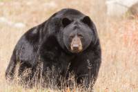 27,000 Sign Petition: California Withdraws Bill Banning Bear Hunting black bear hunting ban