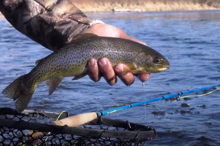 WETFLY NITROGLASS ANTIGUA FLY FISHING ROD