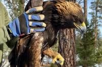 Eagle Poisoned to Death: A Hunter’s Call for Unleaded Ammo Lead-poisoned golden eagle.