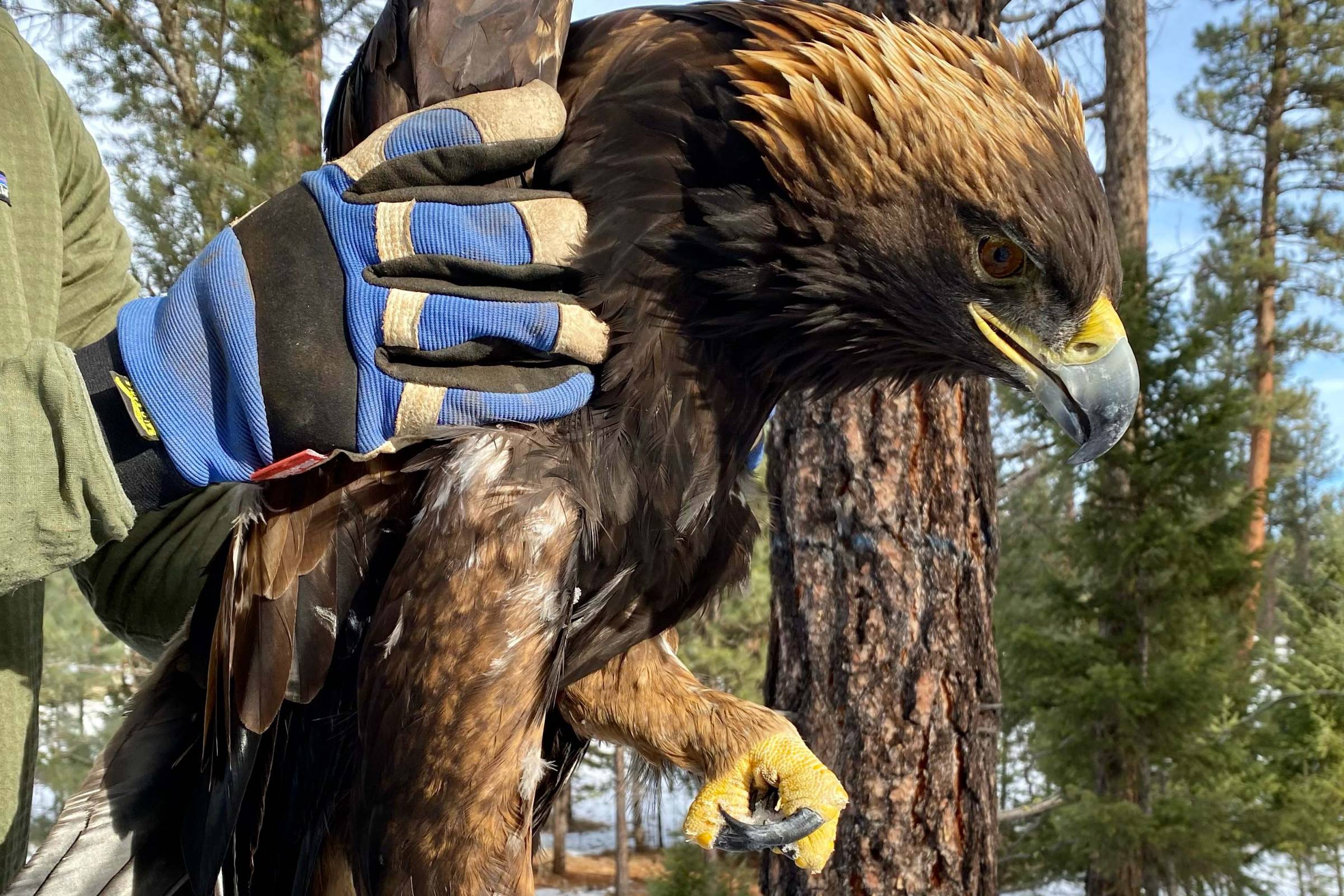 Golden Eagle Poisoning Death: A Hunter's Call for Unleaded Ammo - Vimarsana News