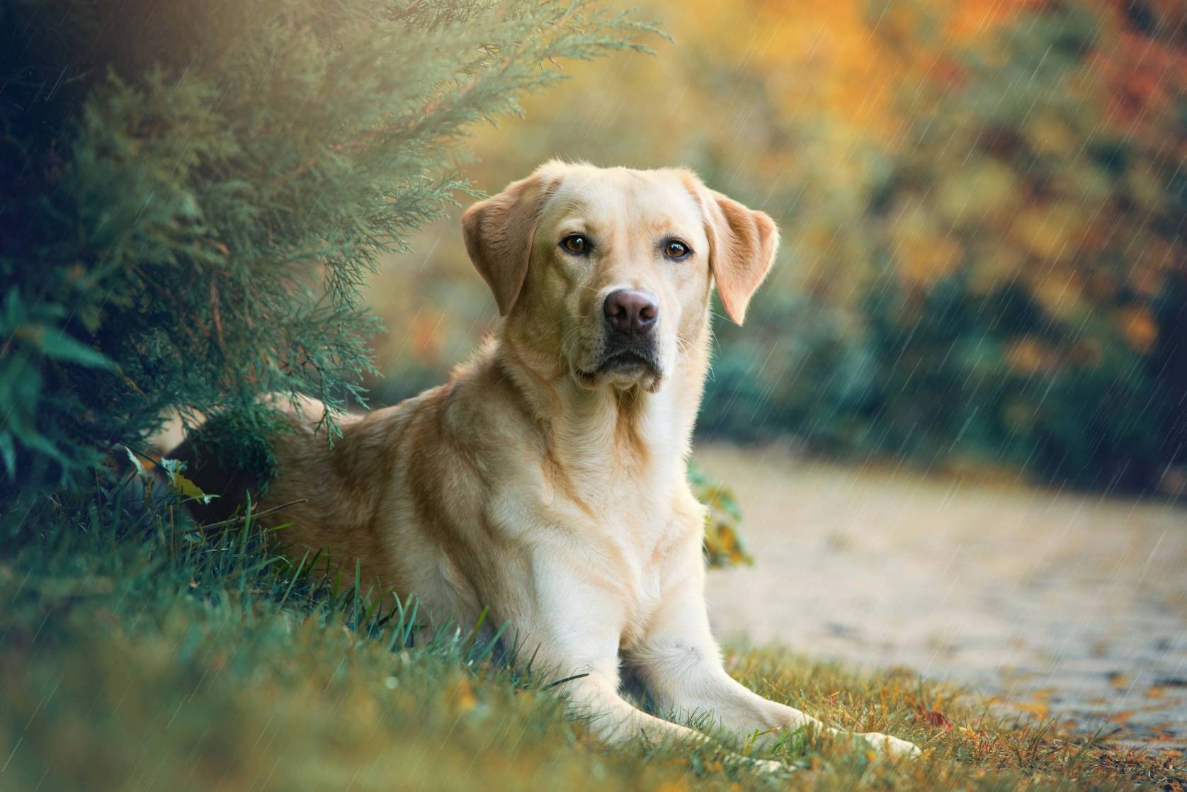 Hunting Dog Profile The Lovable Versatile Labrador Retriever GearJunkie Hunting Dog Profile The Lovable Versatile Labrador Retriever GearJunkie