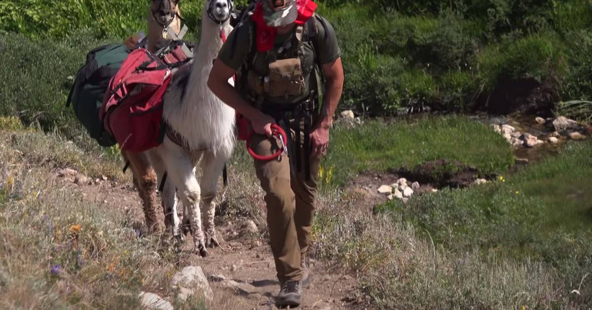 Llamas, Sagebrush, Mule Deer Check Out a Summer Hunt in Nevada Flipboard
