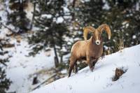 Backcountry Giveback: You Can Help Keep This Species From Vanishing a bighorn sheep in Opsrey film