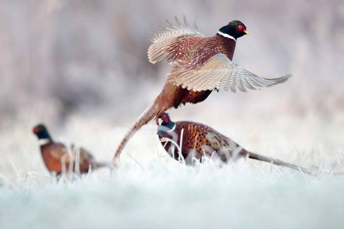 Pheasants Forever
