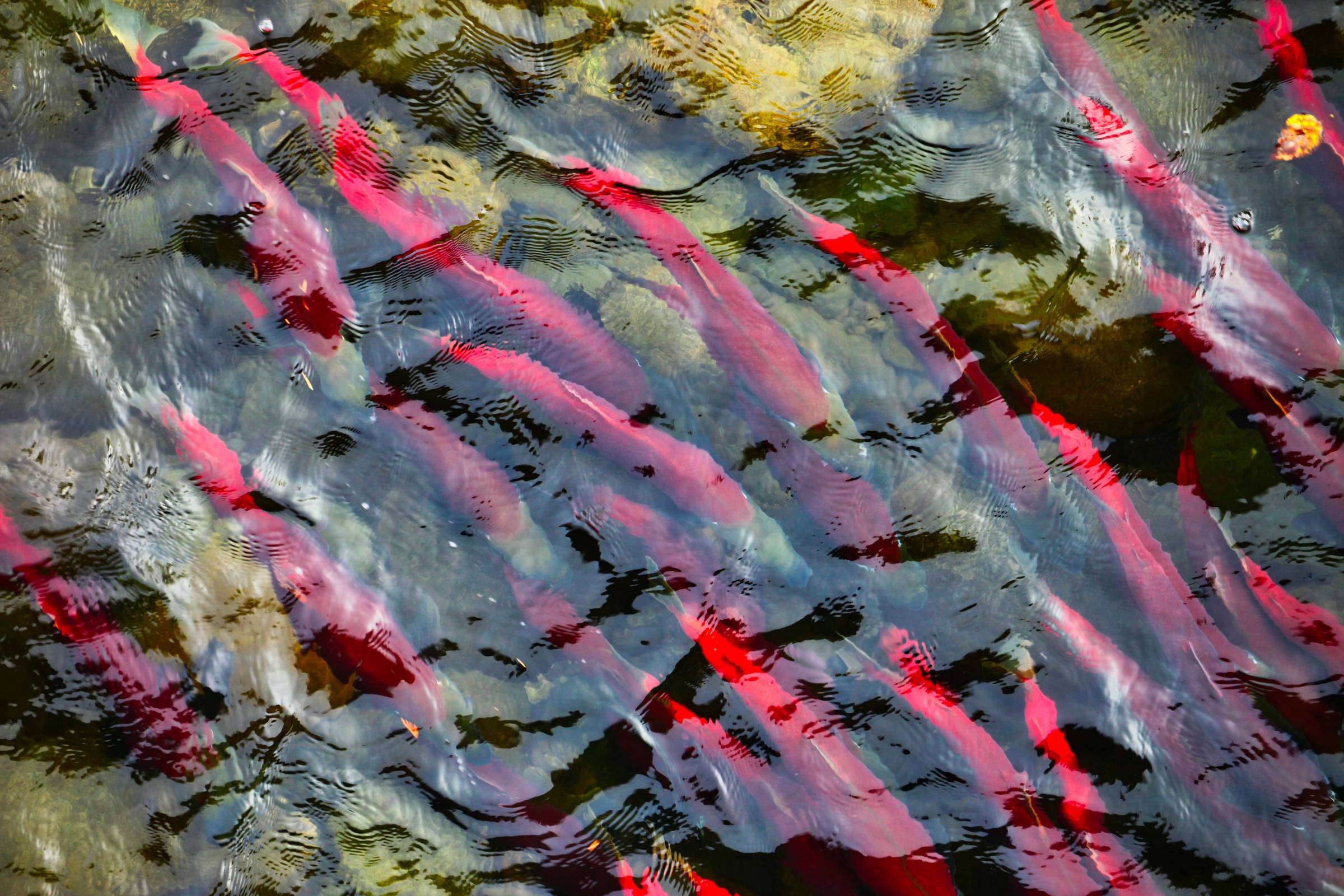 A $34 Billion Plan to Save Salmon, Invigorate PNW Economy - Vimarsana News