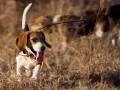beagle hunting