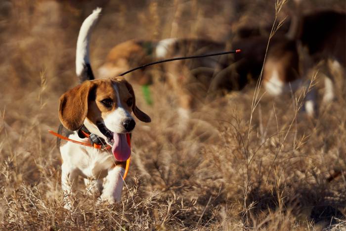 beagle hunting