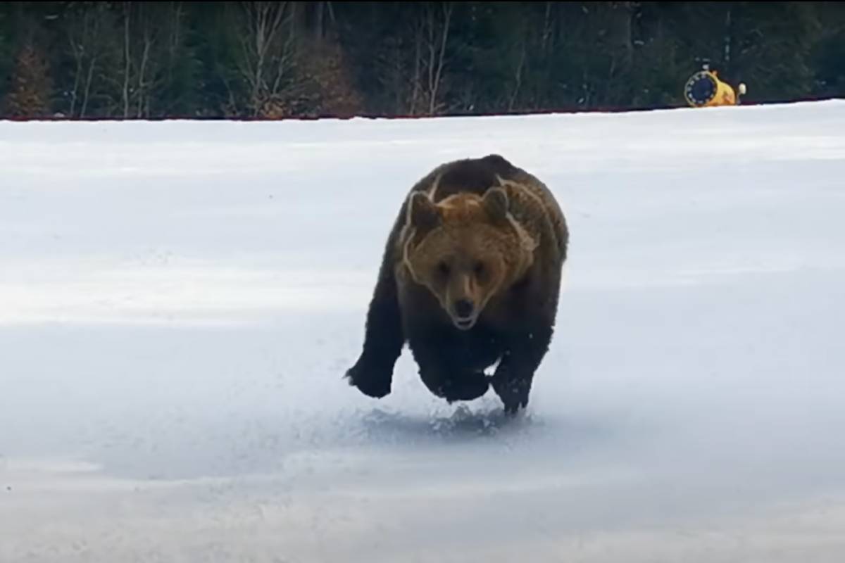 Craziest Bear Chase Video Ever? Grizzly Pursues Skier in Romania… Again