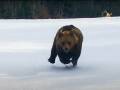 Craziest Bear Chase Video Ever? Grizzly Pursues Skier in Romania&hellip; Again