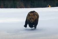 Craziest Bear Chase Video Ever? Grizzly Pursues Skier in Romania… Again Craziest Bear Chase Video Ever? Grizzly Pursues Skier in Romania… Again