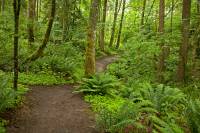 forest green trail in Bellingham, Washington