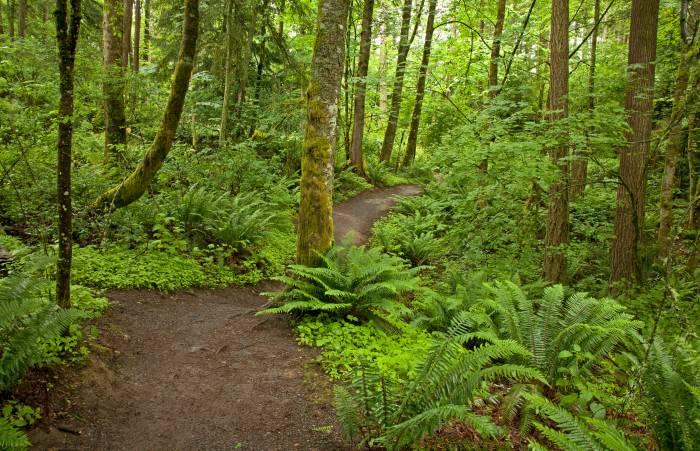 forest green trail in Bellingham, Washington