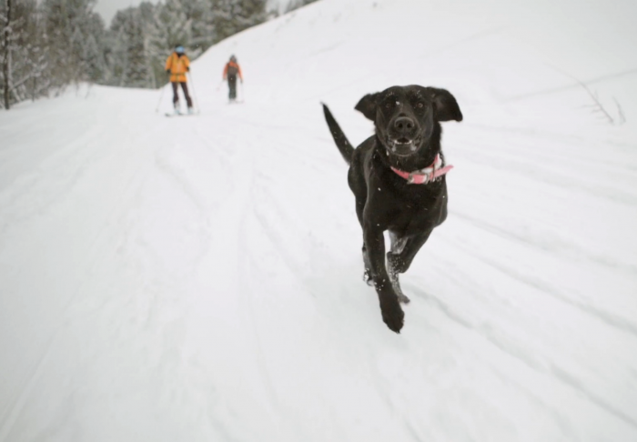 Black lab running ahead of skiers in snow