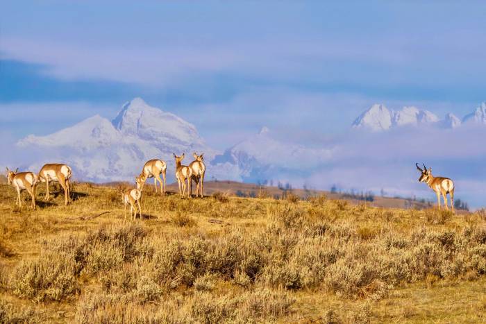 wyoming wildlife