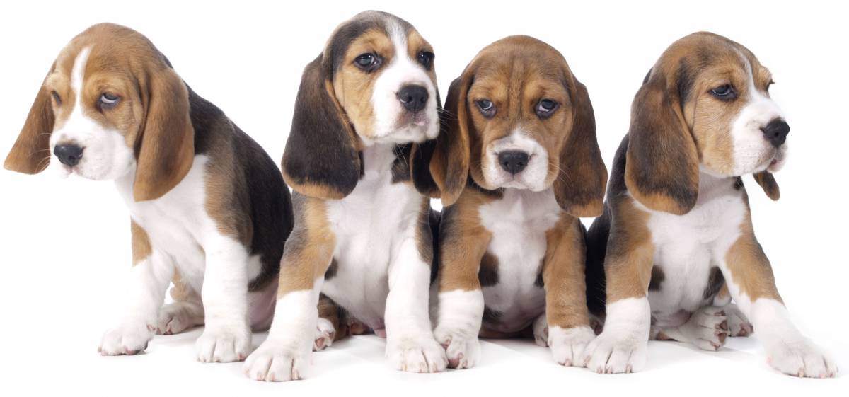 Hunting Dog Profile The Adorable and Athletic Beagle GearJunkie