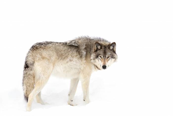 MT Governor Warned After Wolf Trapping Without Required Certification