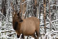 Reward: Help NPS Solve Illegal Game Killing at Bandelier National Monument spike bull gianforte