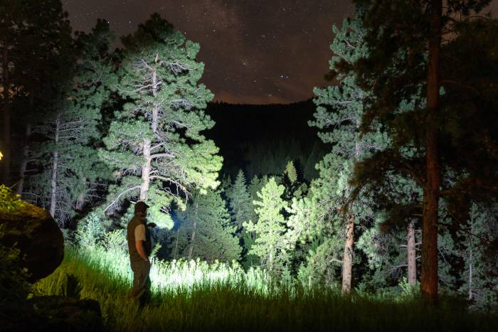 Fenix PD36R 800 lumens pine trees lit