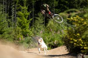 Shimano’s ‘A Dog’s Tale’: Must-Watch for Mountain Bikers, Dog Lovers