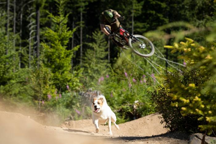 Shimano dog running mountain bike trail