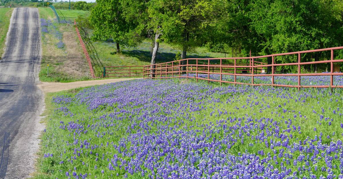 5 Spring Road Trips to Get Your Wildflower Fix - Vimarsana News