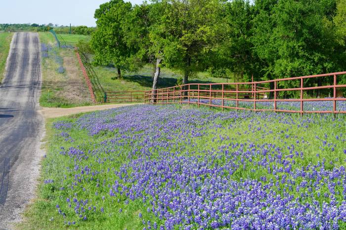 purple wildflowers along a country road in Texas